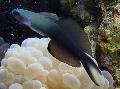Blackfin Dartfish, Scissortail Goby Photo, characteristics and care