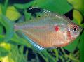 Aquarium Fish Bleeding Heart Tetra, Hyphessobrycon erythrostigma, Silver Photo, care and description, characteristics and growing