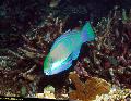 Bleekers Parrotfish, Zelená Parrotfish fotografie, charakteristiky a péče