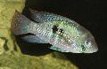 Akvariumas Žuvys Mėlyna Acara, Aequidens pulcher, taškuotas Nuotrauka, kad ir aprašymas, charakteristikos ir augantis