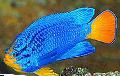 Albastru Damselfish fotografie, caracteristici și îngrijire