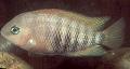 Акваријумске Рибице Плаво Очију Цицхлид, Cichlasoma spilurum, Archocentrus spilurus, стрипед фотографија, брига и опис, карактеристике и растуће