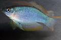 Aquarium Fish Blue-Green Procatopus, Silver Photo, care and description, characteristics and growing