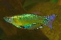 观赏鱼 蓝绿色Procatopus, 绿 照, 关怀 和 描述, 特点 和 成长