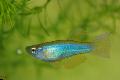 观赏鱼 蓝绿色Procatopus, 浅蓝 照, 关怀 和 描述, 特点 和 成长