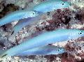 Акваријумске Рибице Плава Кркушом Дартфисх, Ptereleotris heteroptera, светло плава фотографија, брига и опис, карактеристике и растуће