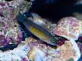 Akvaariokaloille Blue-Line Dottyback, Pseudochromis cyanotaenia, Raidallinen kuva, hoito ja tuntomerkit, ominaisuudet ja viljely