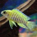Blue Peacock Cichlid care and characteristics
