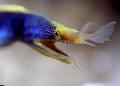 Aquarium Fish blue ribbon eel, Rhinomuraena quaesita, Blue Photo, care and description, characteristics and growing