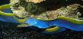 Aquarium Fish blue ribbon eel, Rhinomuraena quaesita, Blue Photo, care and description, characteristics and growing