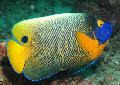 Blueface Angelfish, Pomacanthus xanthometopon, Euxiphipops xanthometopon, Motley Photo, care and description, characteristics and growing
