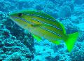 Bluestripe Balığı bakım ve özellikleri