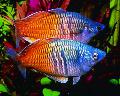 Boesemans Rainbowfish fotografie, vlastnosti a starostlivosť