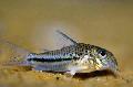 Aquarium Fish Bond's сory, Corydoras bondi, Spotted Photo, care and description, characteristics and growing