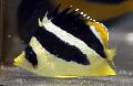 Butterfly mitratus, Indian butterflyfish, Chaetodon mitratus, Striped Photo, care and description, characteristics and growing