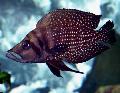 観賞魚 シクリッドカルウス, Altolamprologus calvus, スポッティング フォト, ケア と 説明, 特性 と 成長