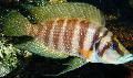 Akvariefisk Calvus Cichlid, Altolamprologus calvus, Stribet Foto, pleje og beskrivelse, egenskaber og voksende