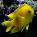Aquarium Fish Canary Deep Water Damsel, Chrysiptera galba, Yellow Photo, care and description, characteristics and growing
