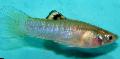 Aquarium Fish Cauca-molly, Poecilia caucana, Silver Photo, care and description, characteristics and growing