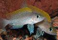 Akvariumas Žuvys Caudopunctatus Ciklidinių, Neolamprologus caudopunctatus, sidabras Nuotrauka, kad ir aprašymas, charakteristikos ir augantis