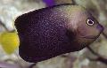 Aquarium Fish Chaetodontoplus, Black Photo, care and description, characteristics and growing