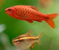 Photo Freshwater Fish Cherry Barb