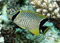 Chevron Butterflyfish fénykép, jellemzők és gondoskodás