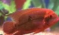 Aquarium Fish Chocolate Cichlid, Emerald Cichlid, Cichlasoma temporale, Hypselecara Temporalis, Red Photo, care and description, characteristics and growing