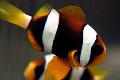 Clownfish Clarkii Photo, saintréithe agus cúram