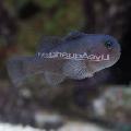Clown Goby Black care and characteristics
