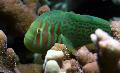 Aquarium Fish Clown Goby Green, Gobiodon atrangulatus, Green Photo, care and description, characteristics and growing