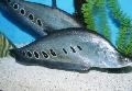 Palyaço Knifefish fotoğraf, özellikleri ve bakım
