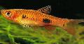 Aquarium Fish Clown Rasbora, Rasbora kalochroma, Red Photo, care and description, characteristics and growing