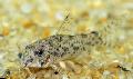 Cochu's Catfish, Corydoras cochui, Spotted Photo, care and description, characteristics and growing