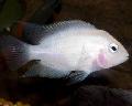 Aquarium Fish Convict Cichlid, Archocentrus nigrofasciatus, Cichlasoma nigrofasciatum, Pink Photo, care and description, characteristics and growing