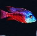 Aquarium Fish Copadichromis boadzulu, Motley Photo, care and description, characteristics and growing