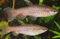 Aquarium Fish Copeina guttata, Silver Photo, care and description, characteristics and growing