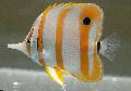снимка Море Copperband Butterflyfish