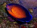 Coral Beauty Angelfish Bilde, kjennetegn og omsorg