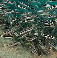 τα ψάρια ενυδρείου Κοράλλι Γατόψαρο, Plotosus lineatus, Ριγέ φωτογραφία, φροντίδα και περιγραφή, χαρακτηριστικά και φυτοκομεία