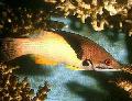 Coral Hogfish, Mesothorax hogfish care and characteristics