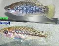 Aquarium Fish Cortez s Swordtail, Xiphophorus cortezi, Striped Photo, care and description, characteristics and growing