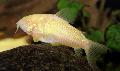観賞魚 コリドラスAeneus, Corydoras aeneus, ホワイト フォト, ケア と 説明, 特性 と 成長