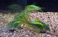 観賞魚 コリドラスAeneus, Corydoras aeneus, 緑色 フォト, ケア と 説明, 特性 と 成長