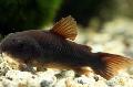 Aquarium Fish Corydoras aeneus, Black Photo, care and description, characteristics and growing