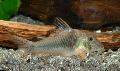 Aquarium Fish Corydoras ellisae, Silver Photo, care and description, characteristics and growing