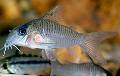Akvariumas Žuvys Corydoras Guianensis, sidabras Nuotrauka, kad ir aprašymas, charakteristikos ir augantis