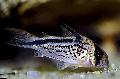Foto Ferskvandsfisk Corydoras Loxozonus