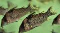 Aquarium Fish Corydoras punctatus, Spotted Photo, care and description, characteristics and growing