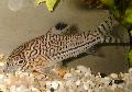Aquarium Fish Corydoras trilineatus, Spotted Photo, care and description, characteristics and growing